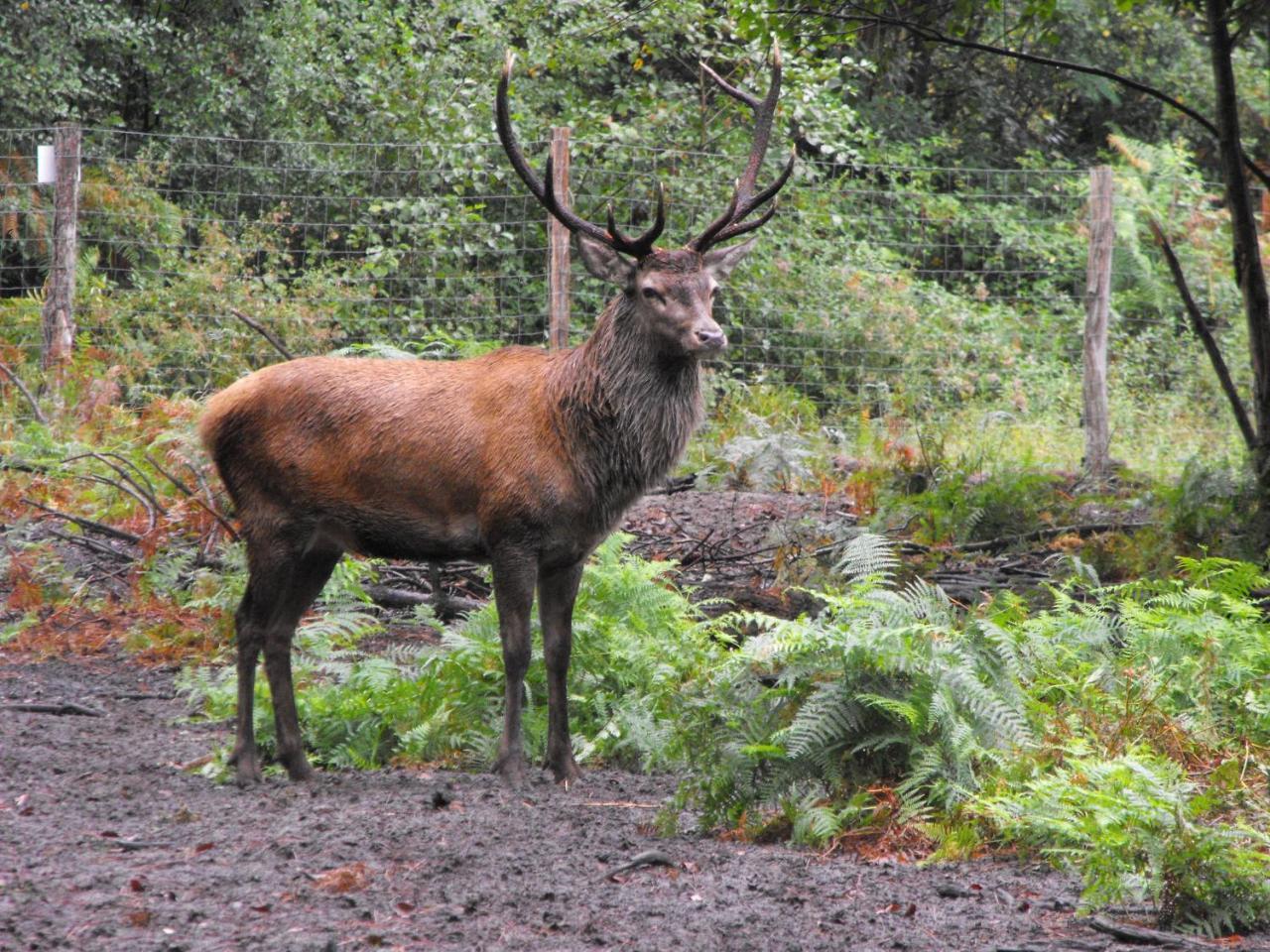 Cabane Des Cerfs Allons  Eksteriør billede