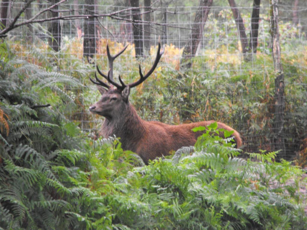 Cabane Des Cerfs Allons  Eksteriør billede